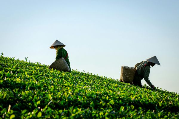 ベトナム茶写真展 告知ビジュアル