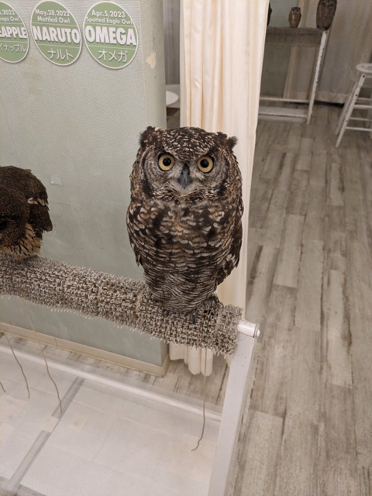 アキバフクロウの店内フクロウ