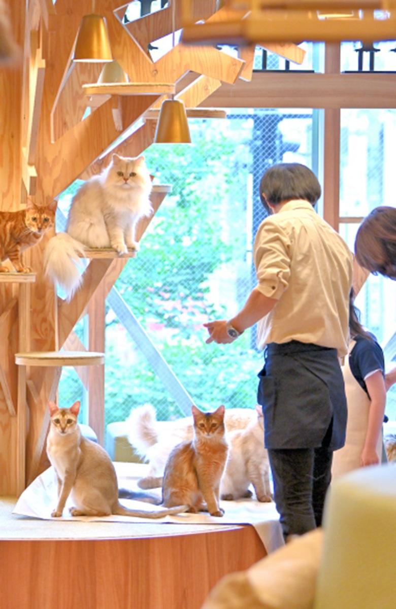 Cat Cafe Mochaの店内と猫たち